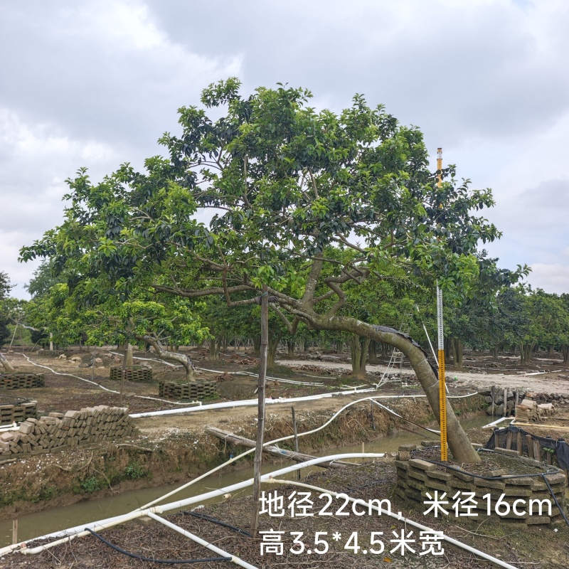 2509特选古桩弯杆斜飘临水造型红果铁冬青