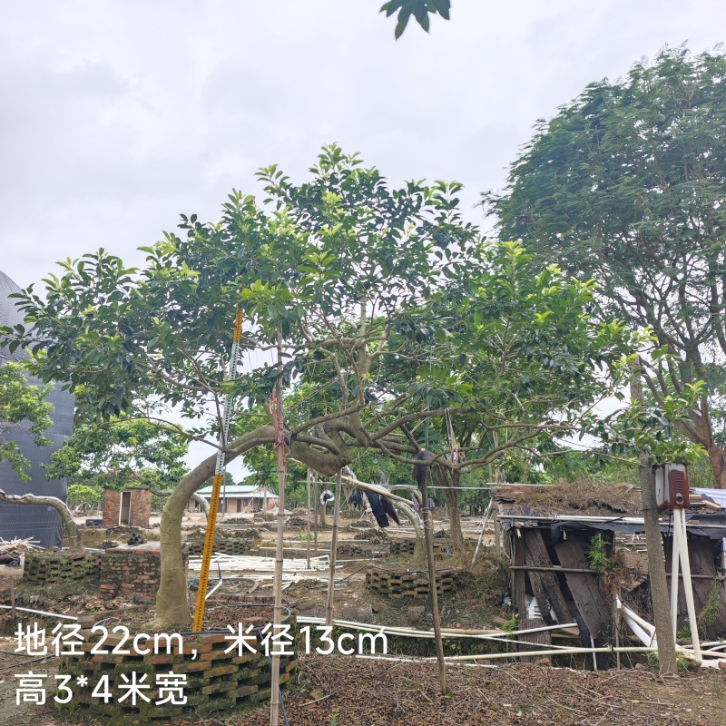 2509特选古桩弯杆斜飘临水造型红果铁冬青