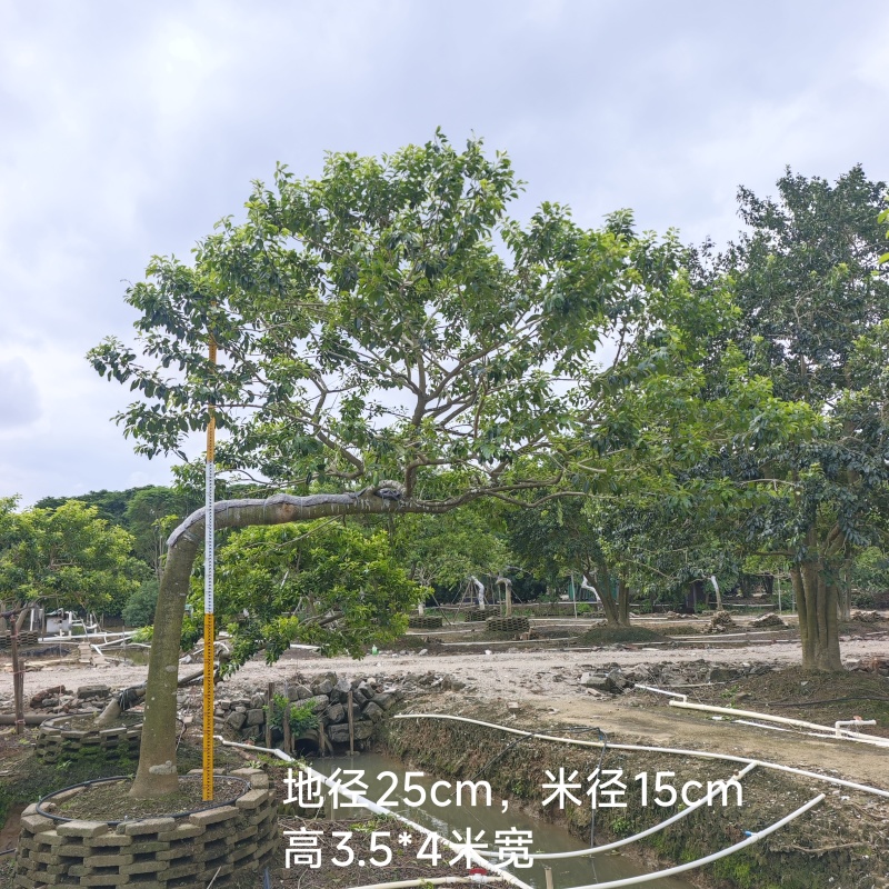 2509特选古桩弯杆斜飘临水造型红果铁冬青