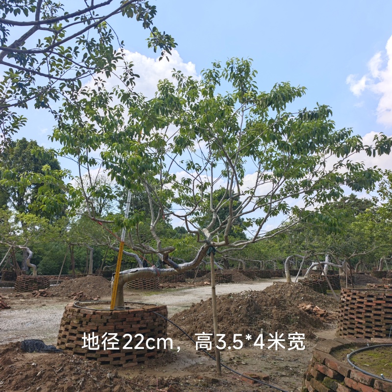 2509特选古桩弯杆斜飘临水造型红果铁冬青