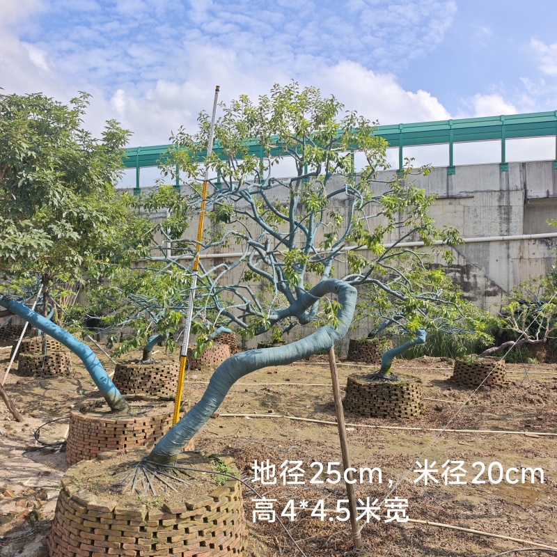 2509特选古桩弯杆斜飘临水造型红果铁冬青