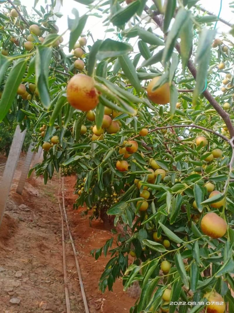 大荔冬枣
