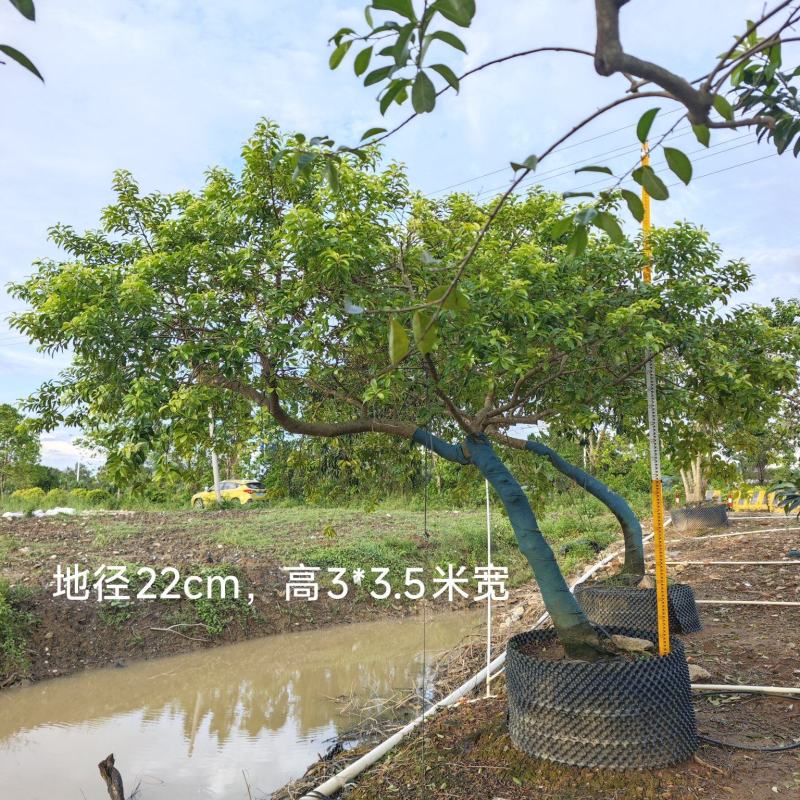 2509供应弯杆斜飘临水造型铁冬青红果