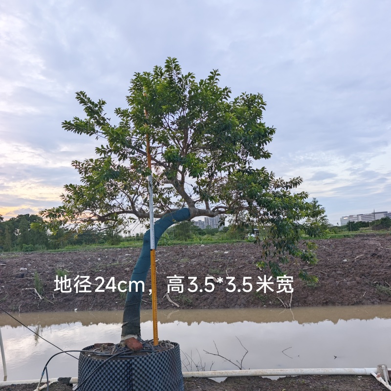 2509供应弯杆斜飘临水造型铁冬青红果