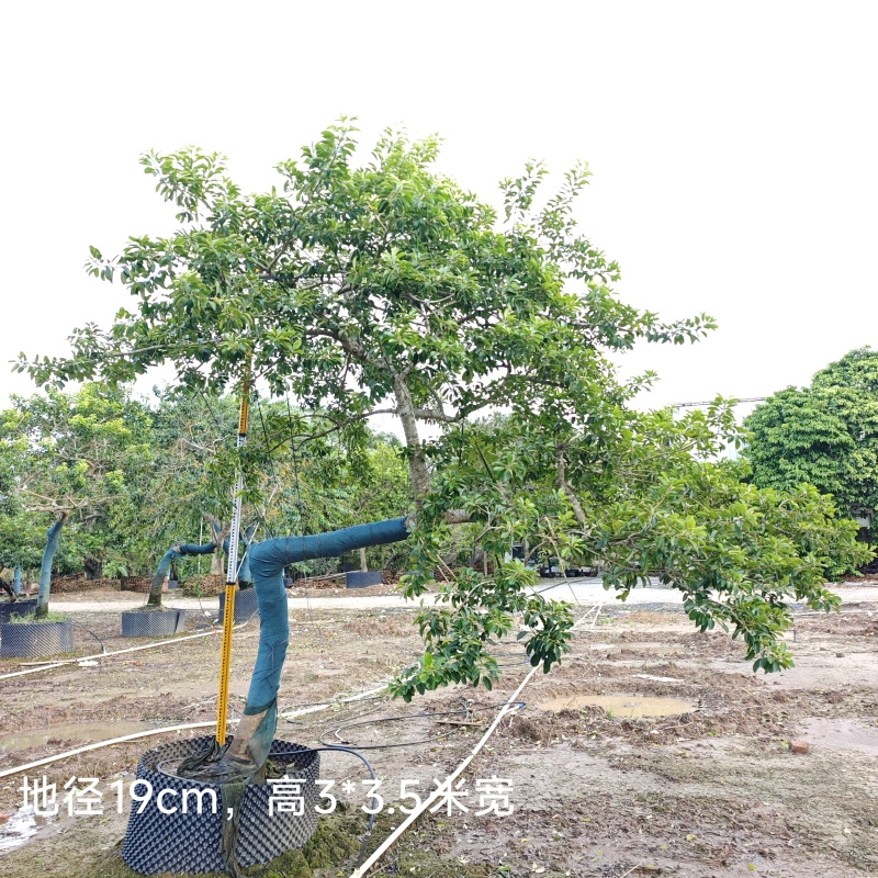 2509供应弯杆斜飘临水造型铁冬青红果