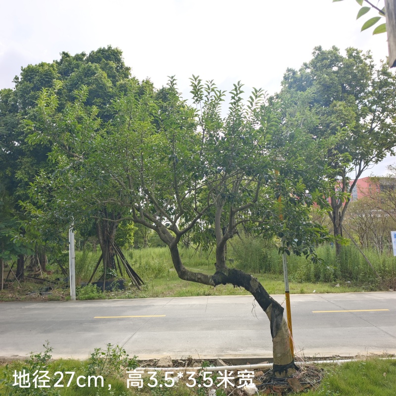 2509供应弯杆斜飘临水造型铁冬青红果
