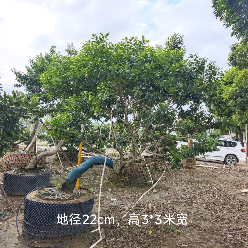 2509供应弯杆斜飘临水造型铁冬青红果