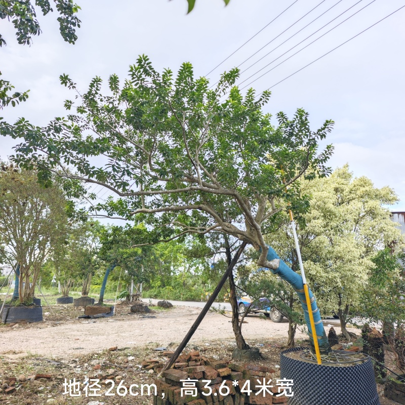 2509供应弯杆斜飘临水造型铁冬青红果