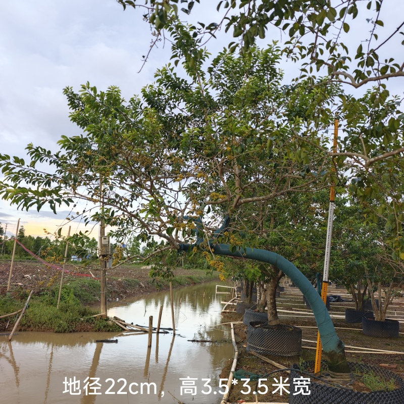 2509供应弯杆斜飘临水造型铁冬青红果