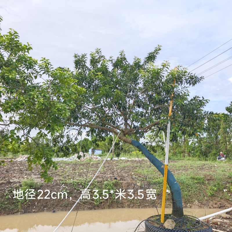 2509供应弯杆斜飘临水造型铁冬青红果