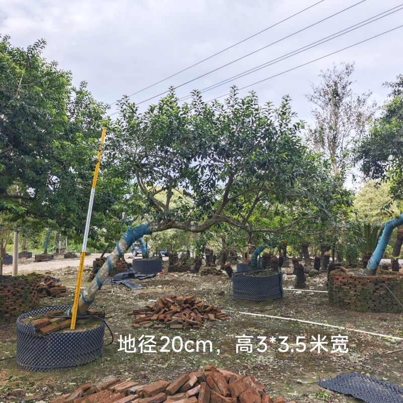 2509供应弯杆斜飘临水造型铁冬青红果