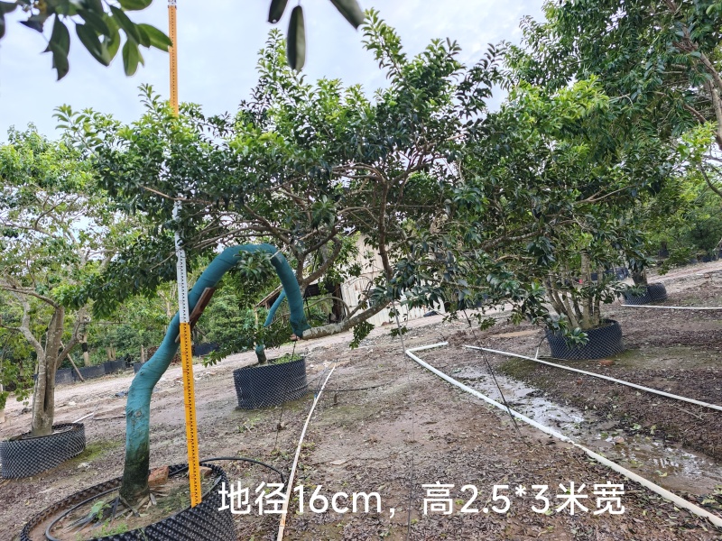 2509供应弯杆斜飘临水造型铁冬青红果