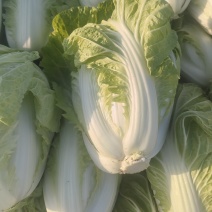 夏阳白菜，包头白菜