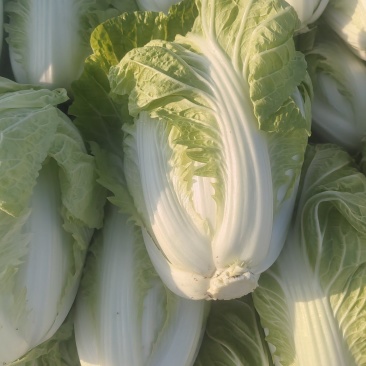 夏阳白菜，包头白菜