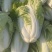 夏阳白菜，包头白菜