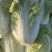 夏阳白菜，包头白菜