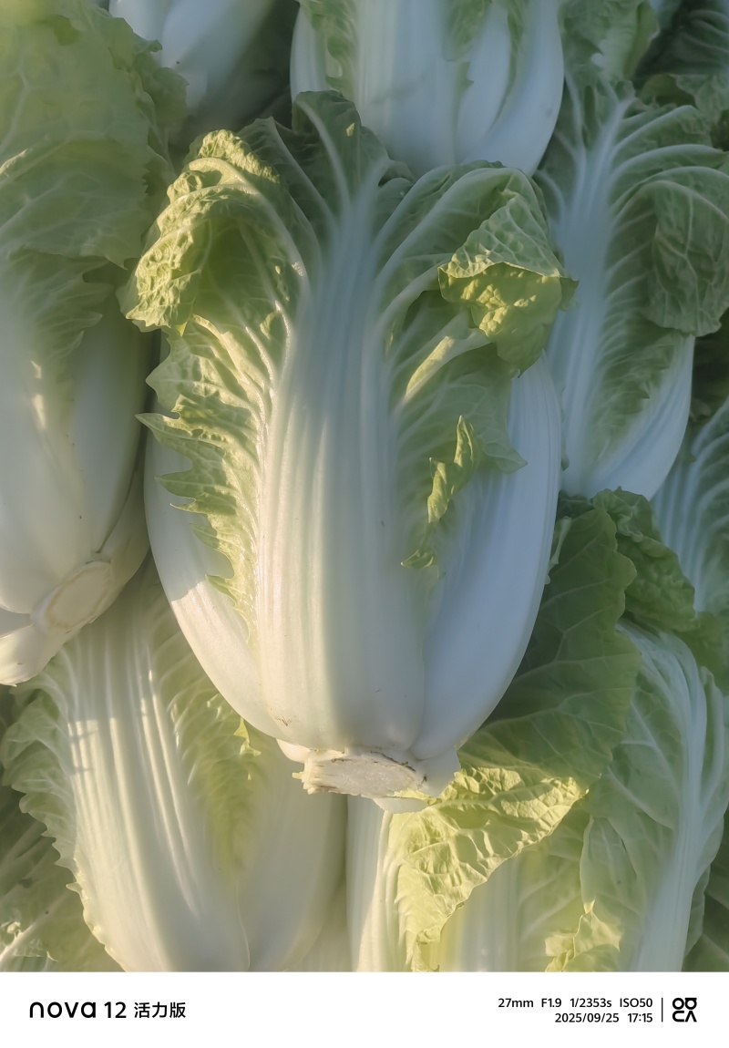 夏阳白菜，包头白菜