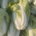 夏阳白菜，包头白菜