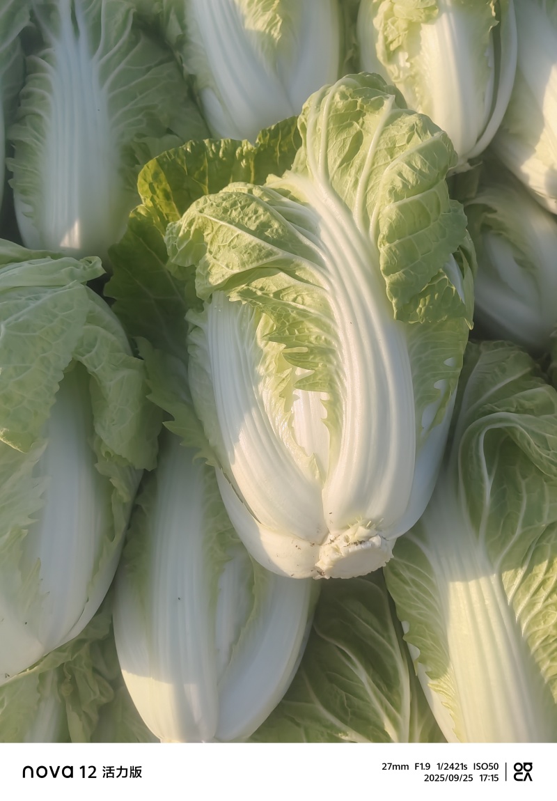夏阳白菜，包头白菜