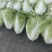 夏阳白菜，包头白菜