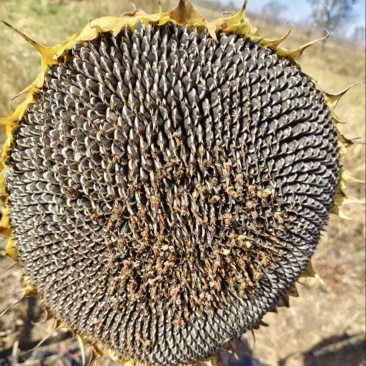 【精品】葵花万亩基地直供对接商超批发零售等