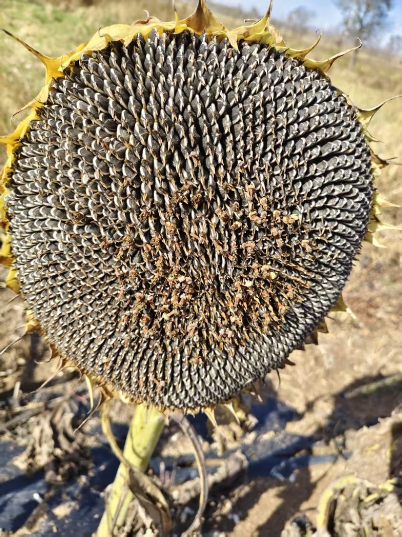 【精品】葵花万亩基地直供对接商超批发零售等
