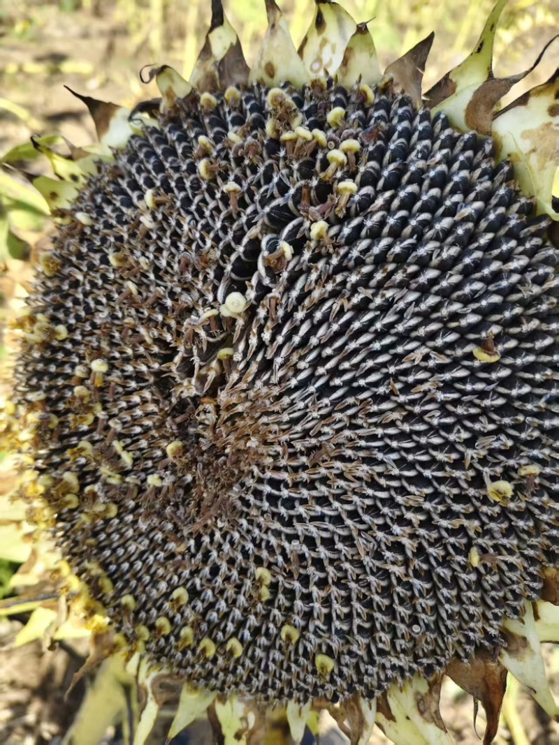 【精品】葵花万亩基地直供对接商超批发零售等