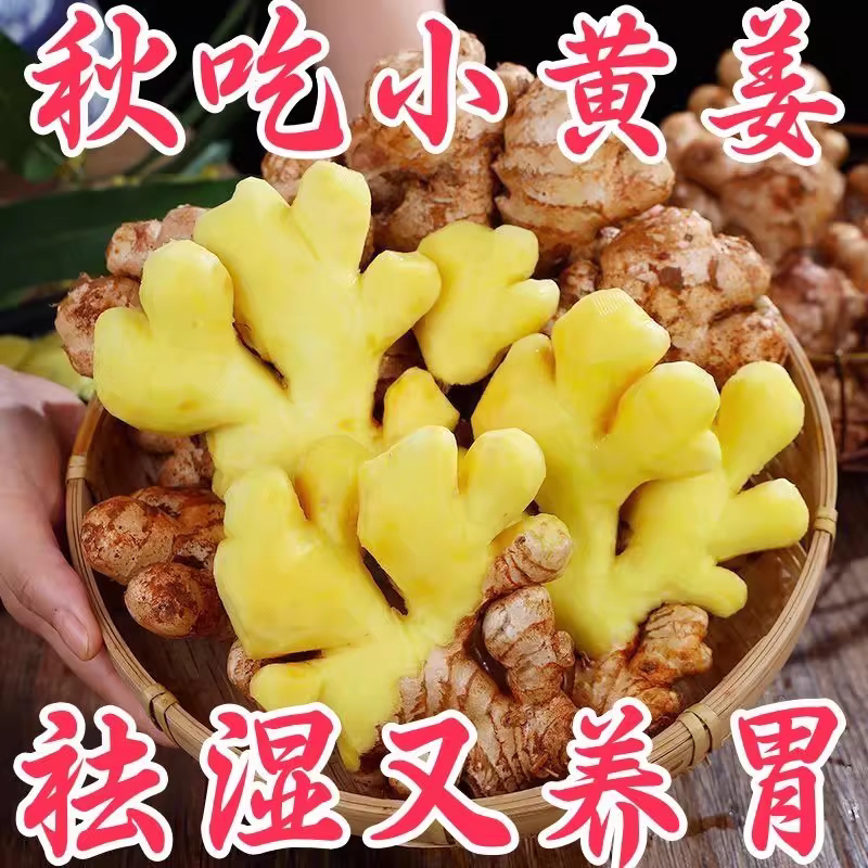 生姜嫩姜产地看货论价一手货源保质保量欢迎订购