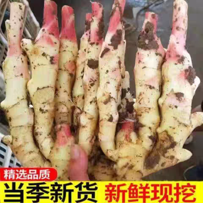 生姜嫩姜产地看货论价一手货源保质保量欢迎订购