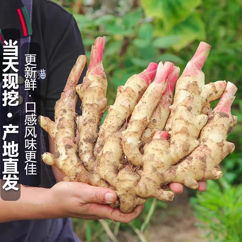 生姜嫩姜产地看货论价一手货源保质保量欢迎订购