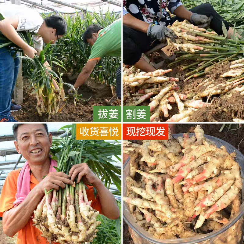 生姜嫩姜产地看货论价一手货源保质保量欢迎订购