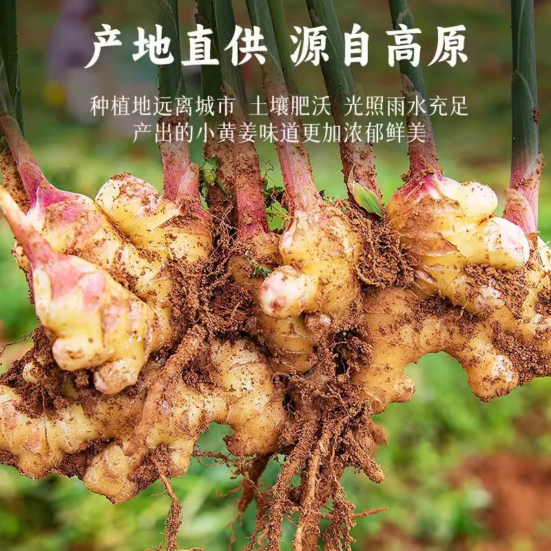 生姜嫩姜产地看货论价一手货源保质保量欢迎订购