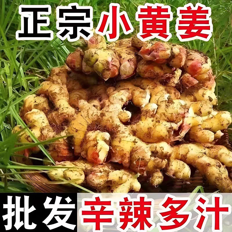 生姜嫩姜产地看货论价一手货源保质保量欢迎订购