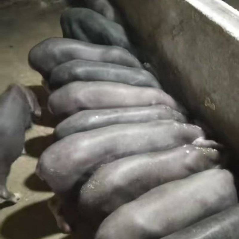 江苏太湖母猪大量上市/精品太湖母猪对接全国量大优惠