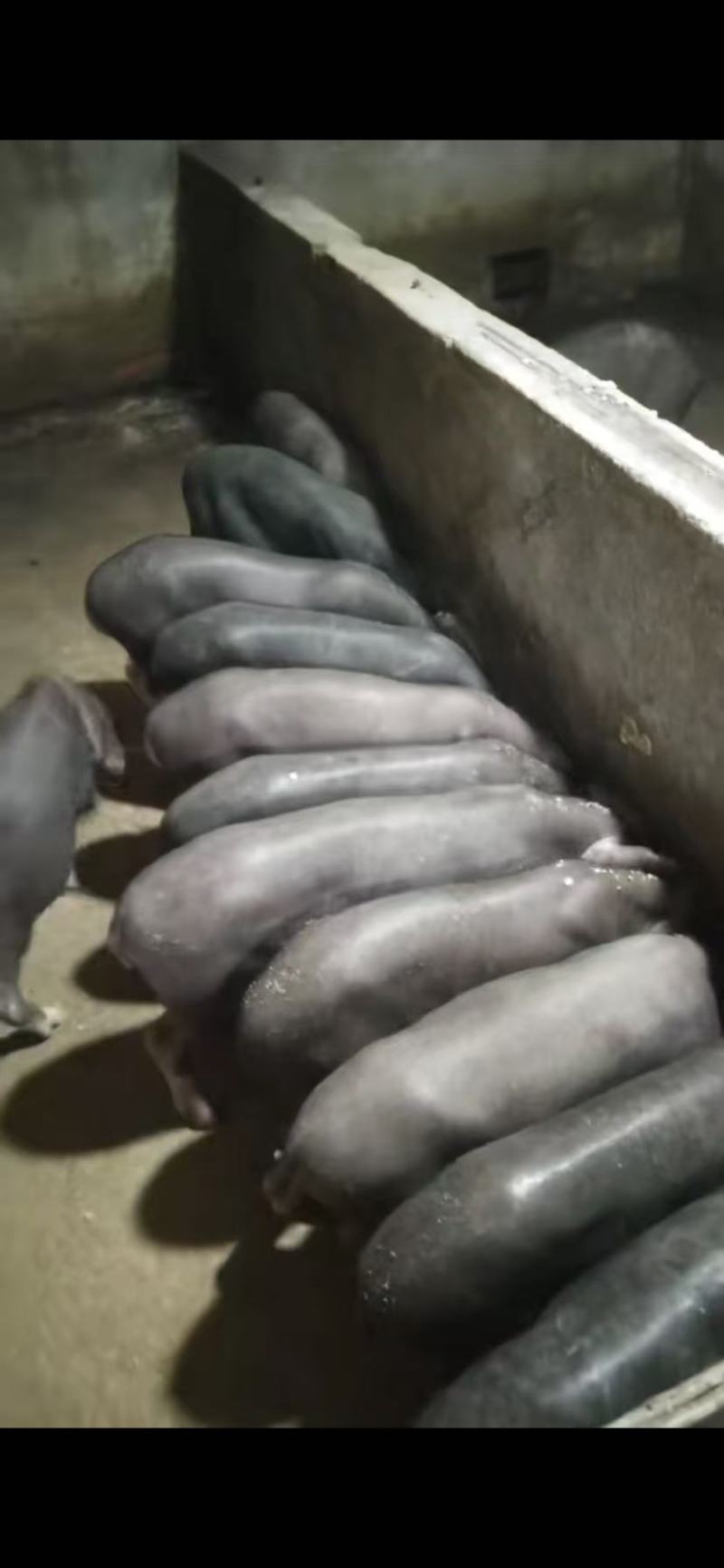 江苏太湖母猪大量上市/精品太湖母猪对接全国量大优惠