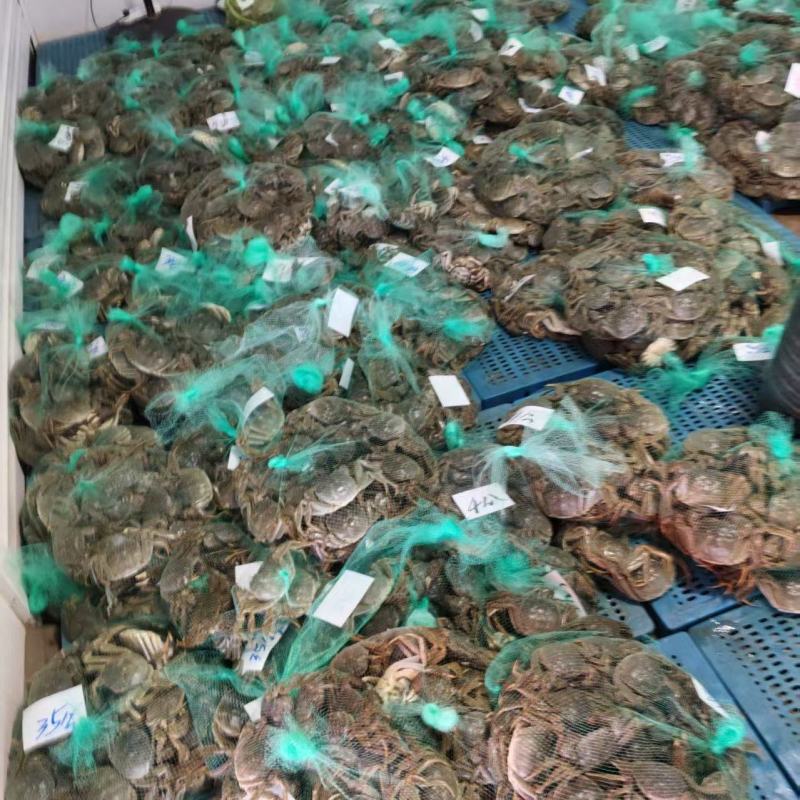 精品丹阳湖大闸蟹大量上市品质保证量大从优一手货源