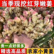 湖北优质嫩姜黄姜产地直发支持全国各地发货保质保量。