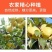 『实力』陕西纸袋酥梨大量供应当中，果面干净口感脆甜。