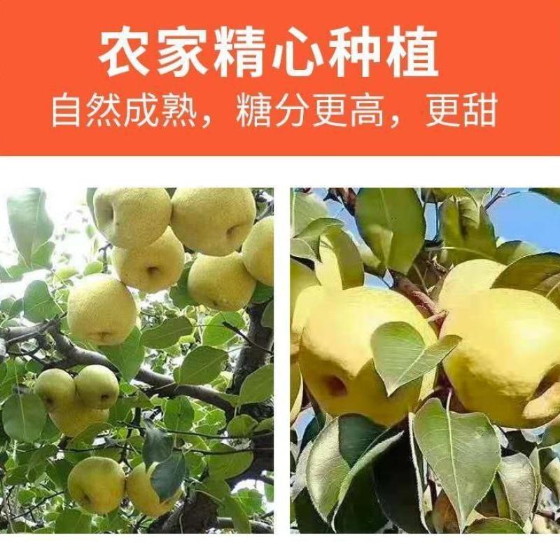『实力』陕西纸袋酥梨大量供应当中，果面干净口感脆甜。