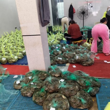 安徽精品大闸蟹基地直发品质保证量大从优一手货源