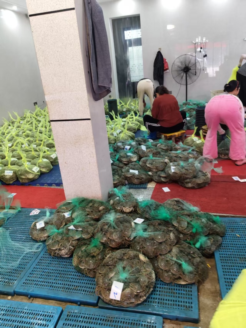 安徽精品大闸蟹基地直发品质保证量大从优一手货源