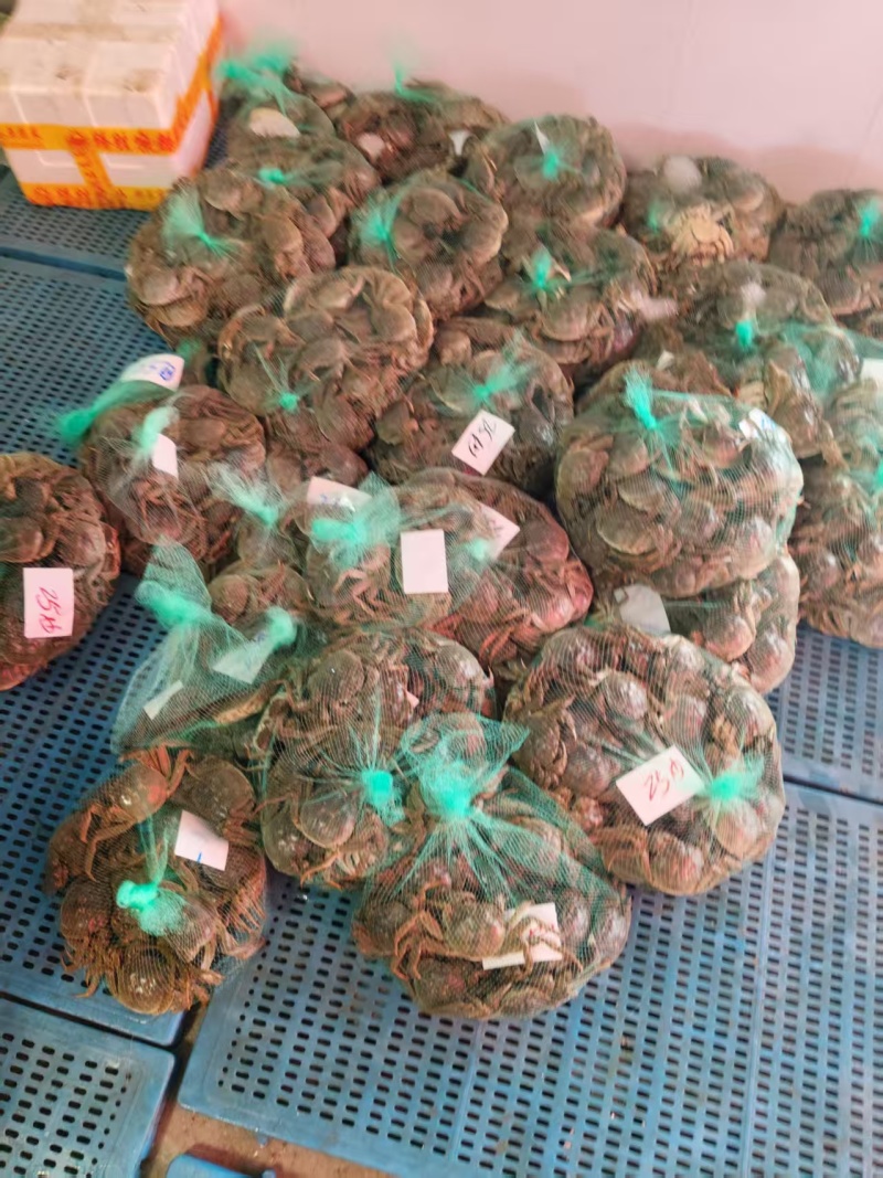 安徽精品大闸蟹基地直发品质保证量大从优一手货源