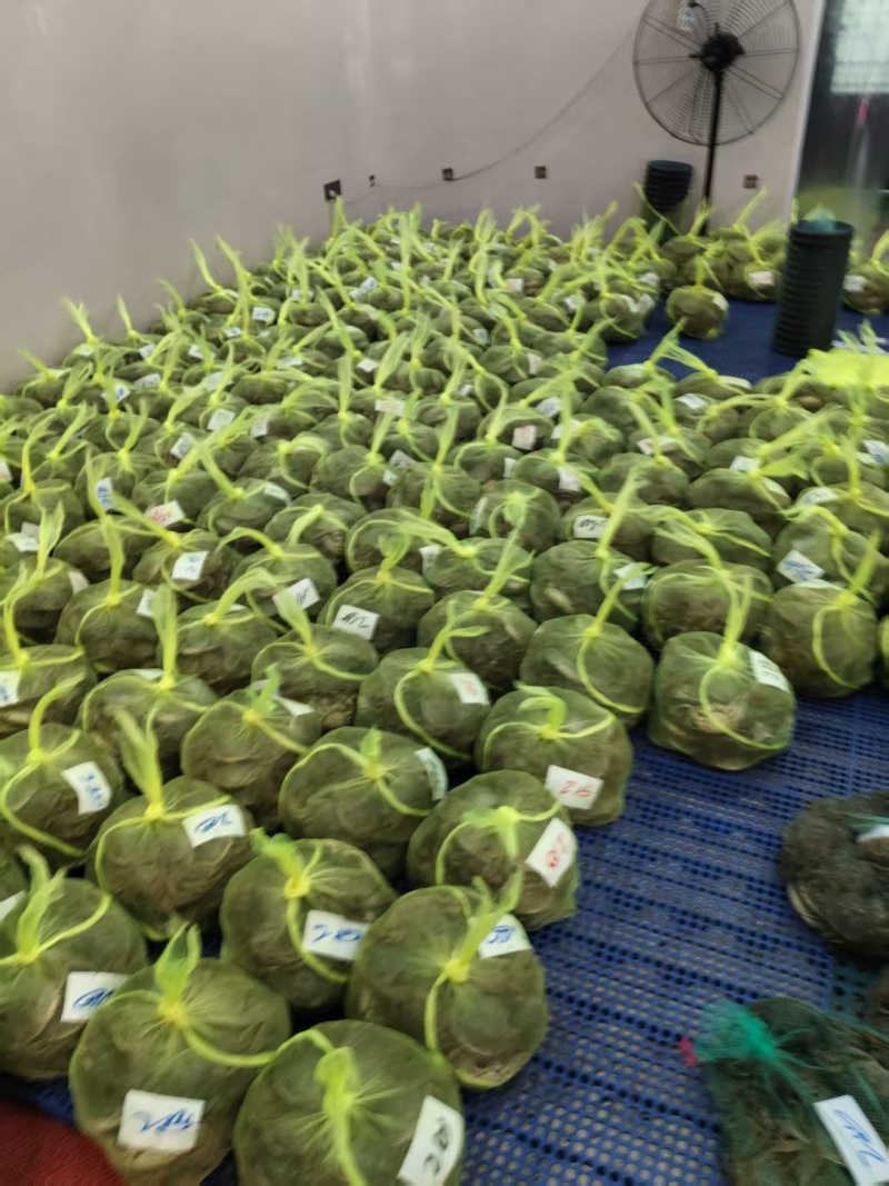 安徽精品大闸蟹基地直发品质保证量大从优一手货源