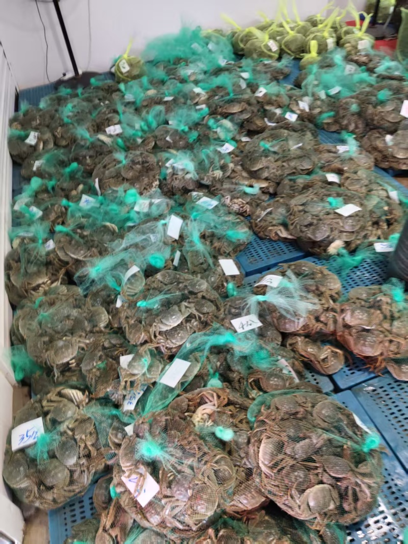 安徽精品大闸蟹基地直发品质保证量大从优一手货源