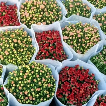 菊花,球菊,国庆菊,千头菊,大菊花,金丝菊都