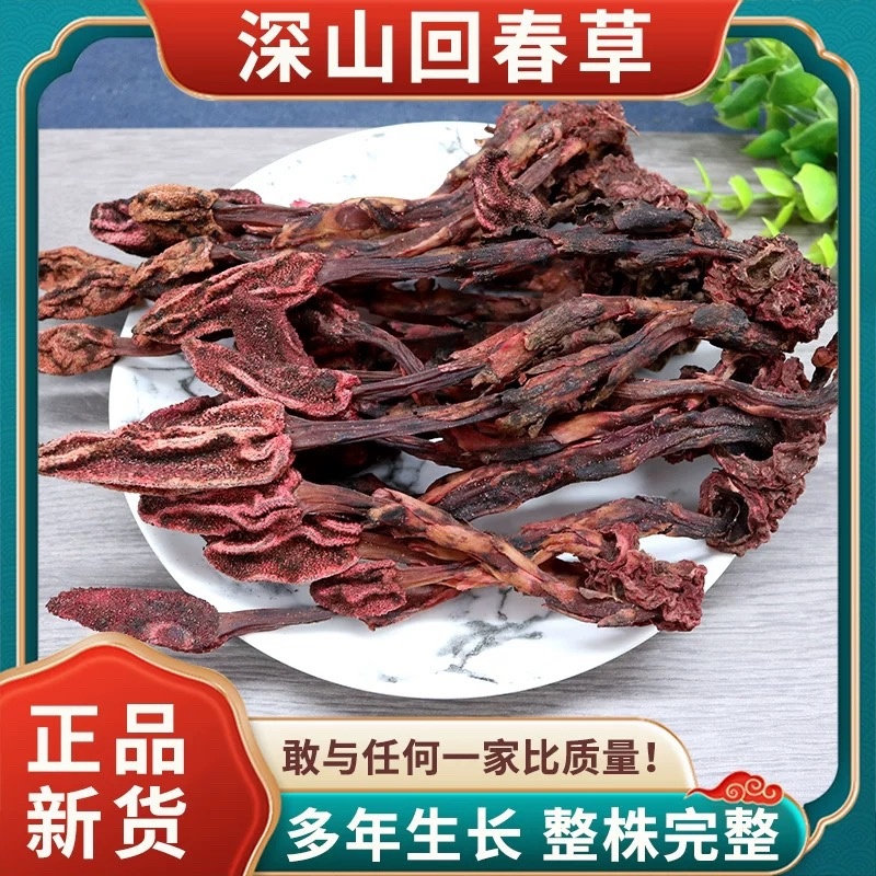 云南野生蛇菰，文王一支笔，回春草