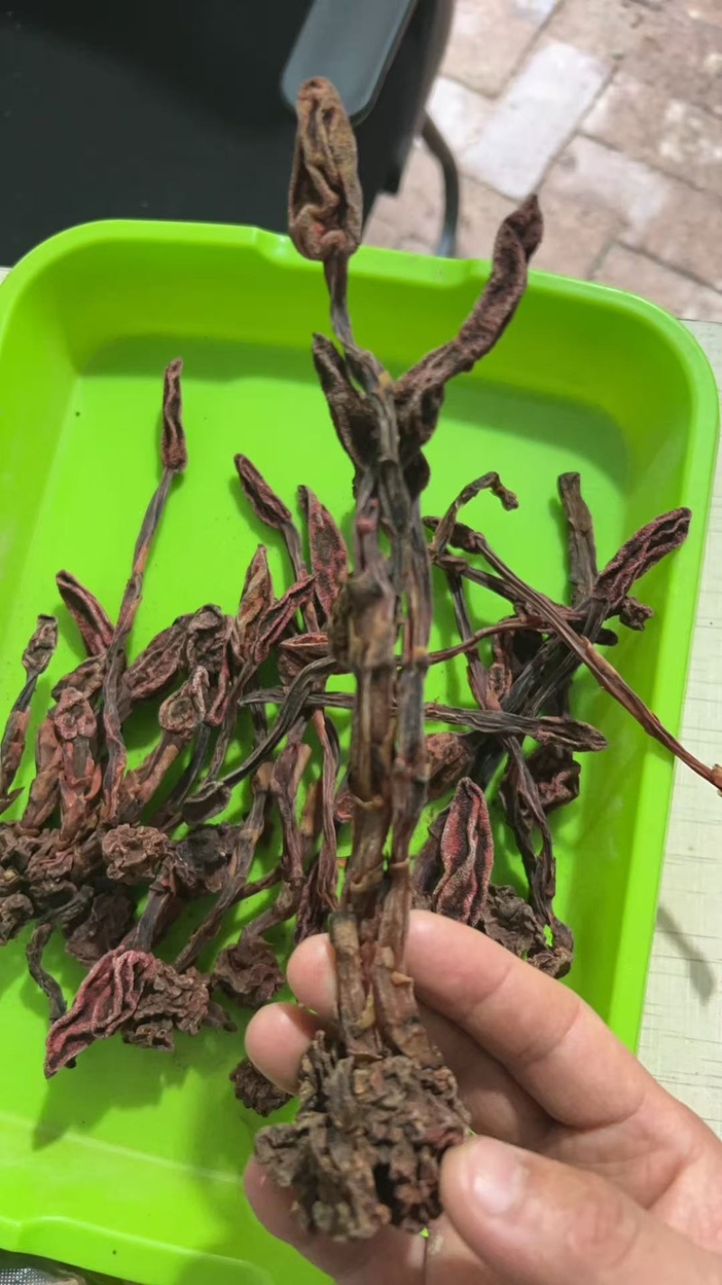 云南野生蛇菰，文王一支笔，回春草