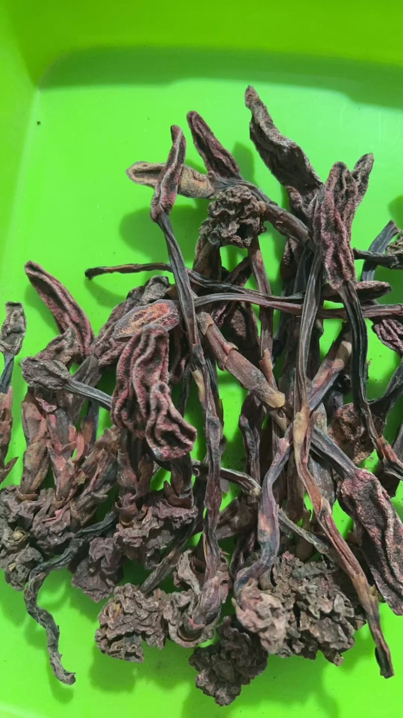 云南野生蛇菰，文王一支笔，回春草