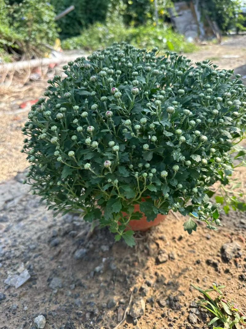 菊花，球菊，国庆菊，千头菊，大菊花，金丝菊都
