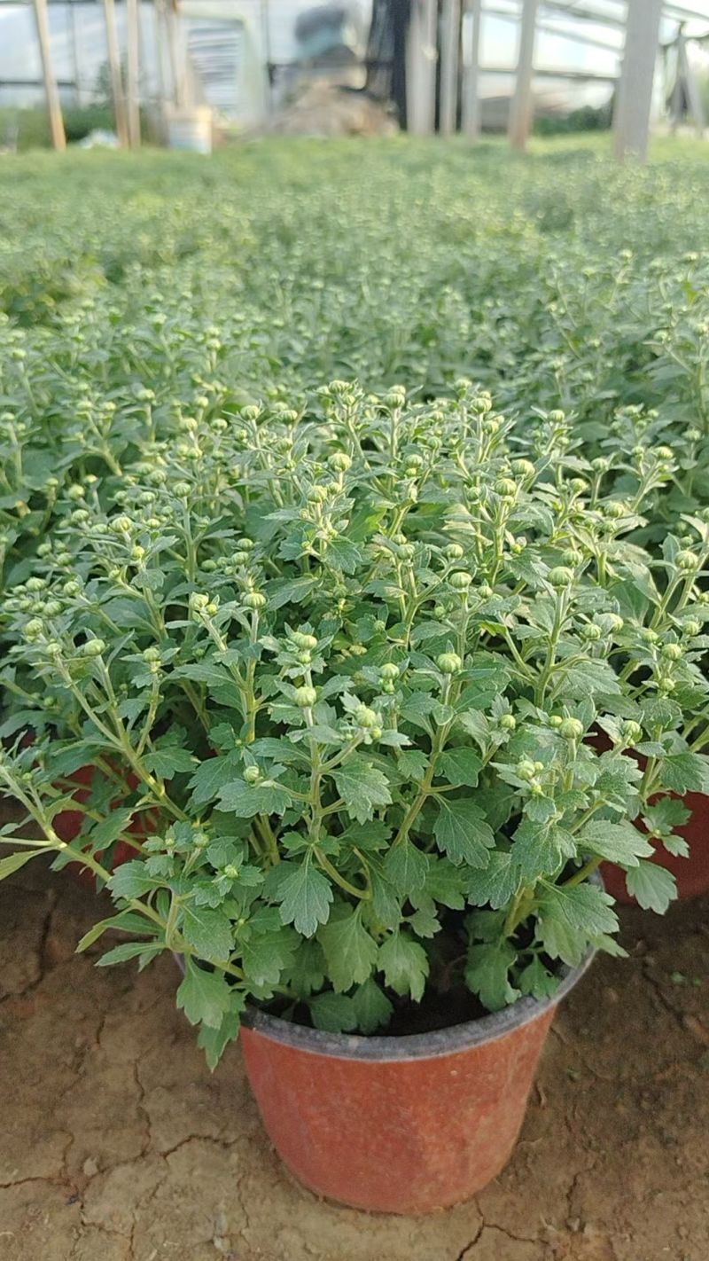菊花，球菊，国庆菊，千头菊，大菊花，金丝菊都